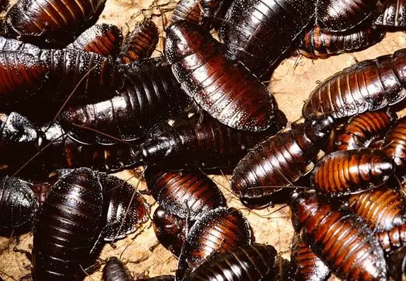 Image result for cockroaches