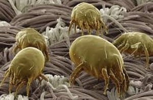 exterminate dust mites