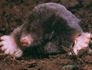 get rid of moles